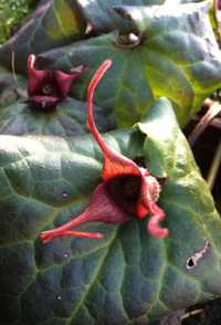 Asarum caudatum