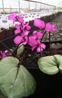 Cyclamen coum BSBE