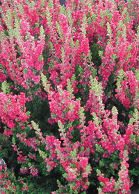 Calluna vulgaris 'Dark Beauty'