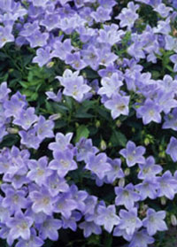 Campanula 'Yvonne'