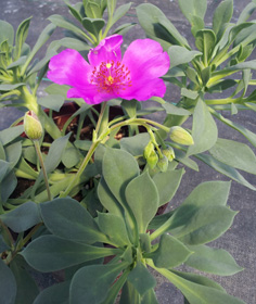 Calandrinia spectabilis