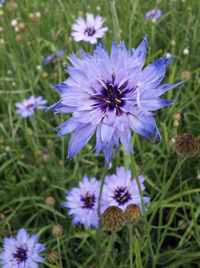 Catananche caerulea