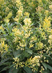 Cestrum parqui