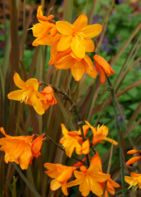 Crocosmia Twilight Fairy Gold'