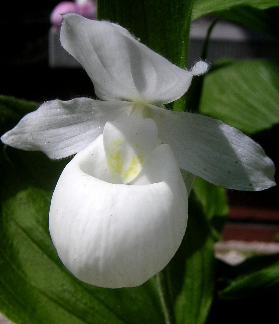 Cypripedium reginae alba