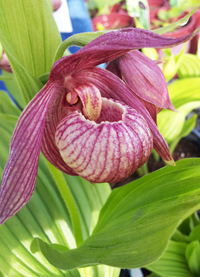 Cypripedium macranthos