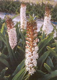 Eucomis comosa 'Innocence'