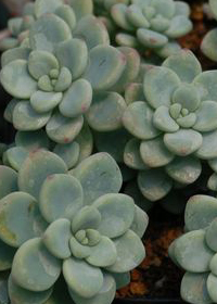 Sedum 'Aurora Blue'