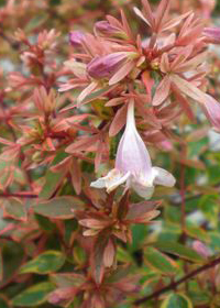 Abelia 'Sunshine Daydream'