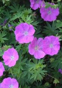 Geranium sanguineum New Hampshire Purple'