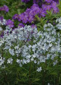 Amsonia ciliata 'Spring Sky'