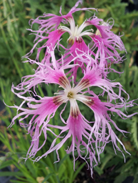 Dianthus 'Rainbow Loveliness'