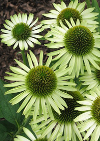 Echinacea purpurea 'Green Jewel'