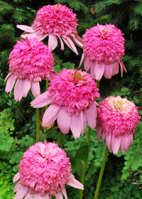 Echinacea 'Secret Romance'