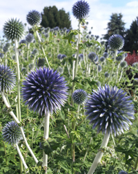 Echinops banaticus 'Blue Glow'                 