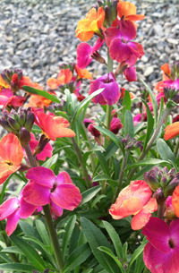 Erysimum 'Winter Sorbet Improved'