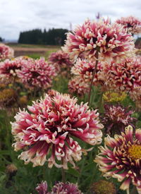 Gaillardia Galya 'Coral Spark'