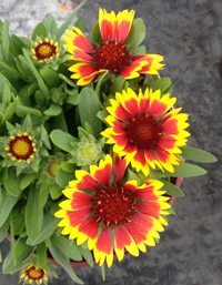 Gaillardia 'Fancy Wheeler'