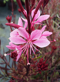 Gaura 'Passionate Rainbow'