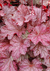 Heuchera 'Berry Smoothie'