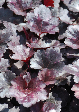 Heuchera 'Gotham'