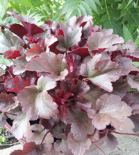 Heuchera Petite Plum