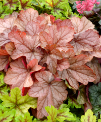 Heuchera 'Vienna'