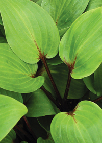 Hosta 'Purple Heart'