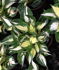 Hosta 'Pathfinder'