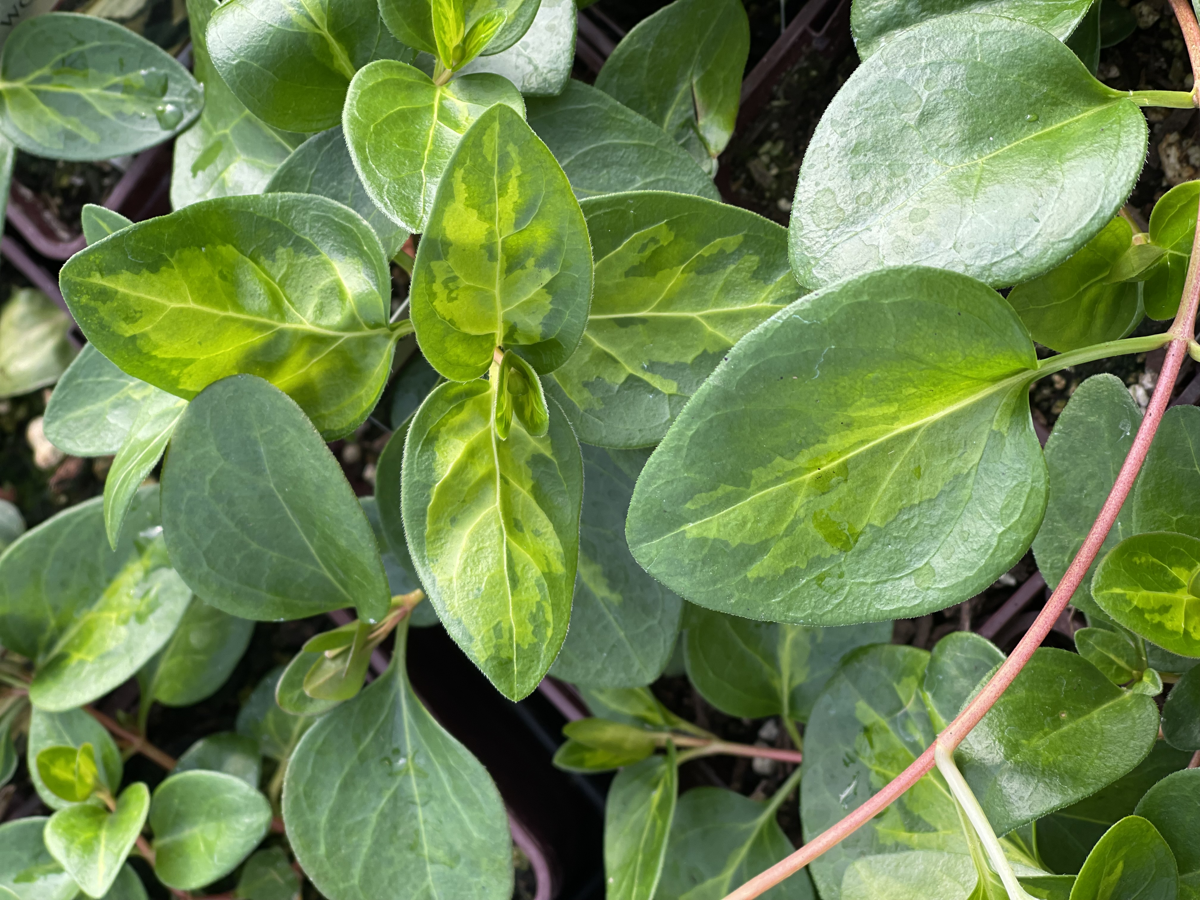 Vinca major 'Maculata'