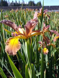 Iris x spuria 'Rose Ark'