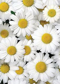 Leucanthemum x superbum 'Darling Daisy'