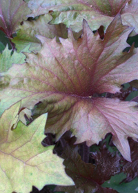 Ligularia dentata 'Osiris Cafe Noir