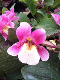 Mimulus naiandinus 'Mega'