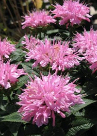 Monarda didyma 'Grand Mum'