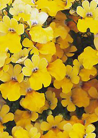 Nemesia Sunsatia 'Lemon'