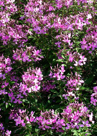 Cleome Senorita Rosalita