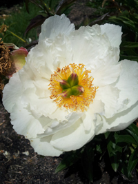 Paeonia 'Krinkled White'