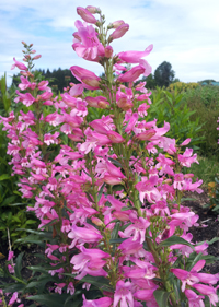 Penstemon barbatus 'Riding Hood Marble Cream'