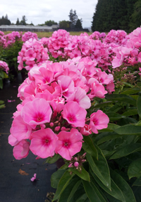 Phlox paniculata Flame 'Light Pink'