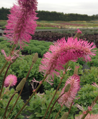 Sanguisorba obtusa