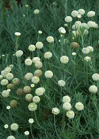 Santolina chamaecyparissus 'Lemon Queen'