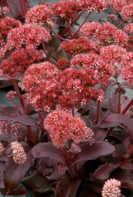 Sedum 'Rasberry Truffle'