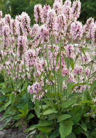 Stachys officinalis 'Pink Cotton Candy'