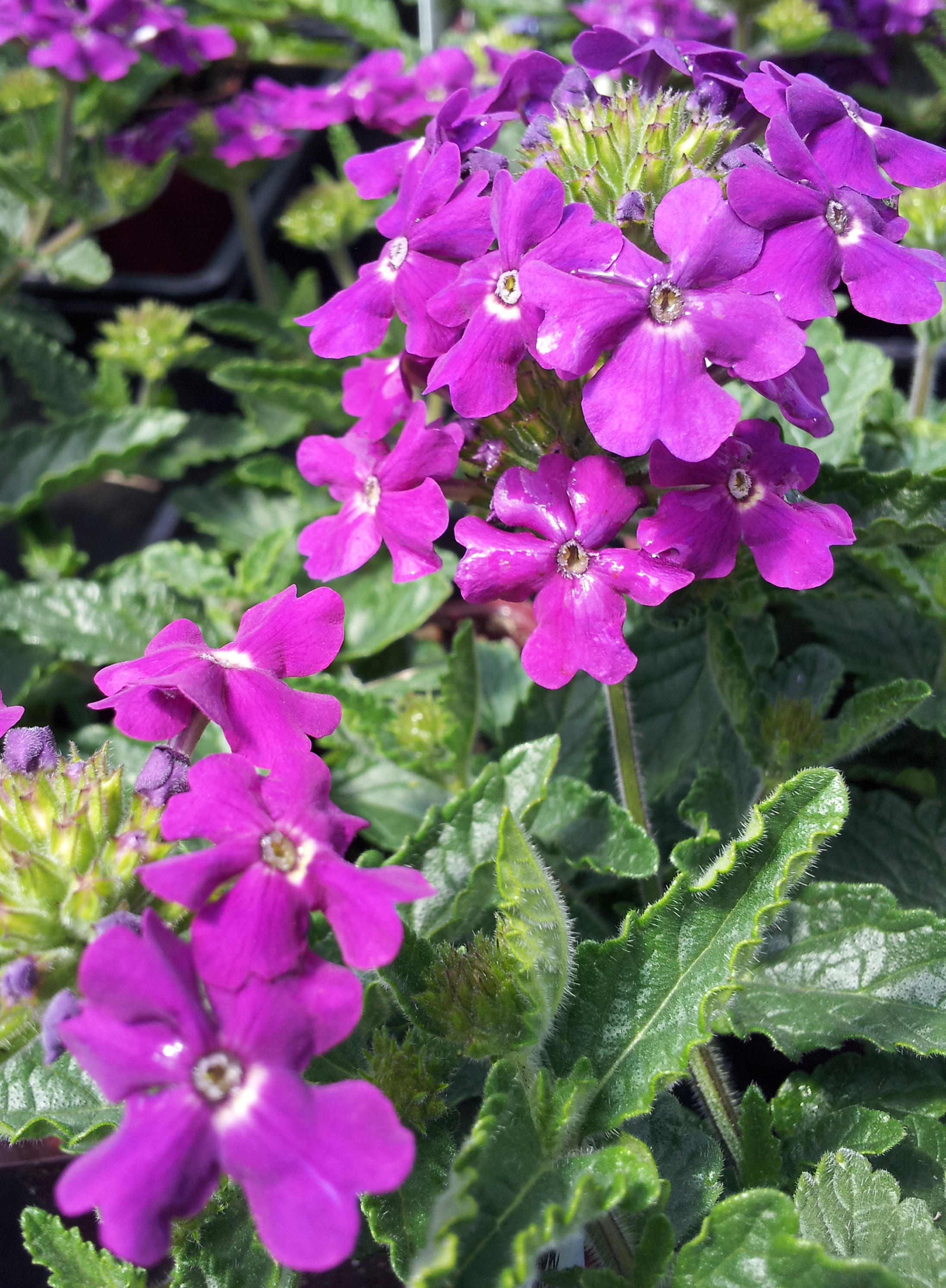 Verbena Lanai Royal Purple