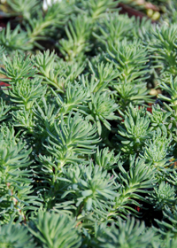 Sedum forsterianum ssp. elegans 'Silver Stone'