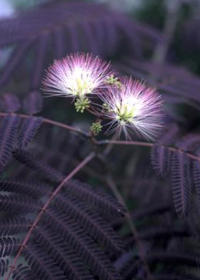 Albizia julibrissin 'Summer Chocolate'