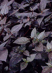 Alternanthera dentata 'Purple Knight'