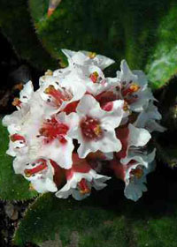 Bergenia ciliata