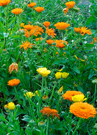 Calendula officinalis